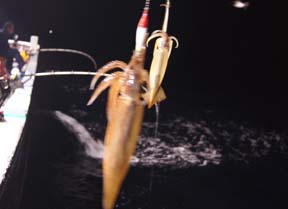 CJނ