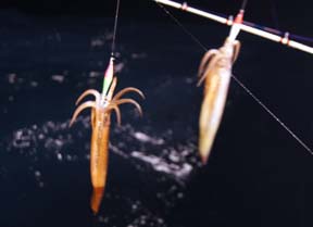 CJނ