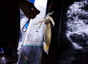CJނ