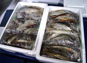 CJނ